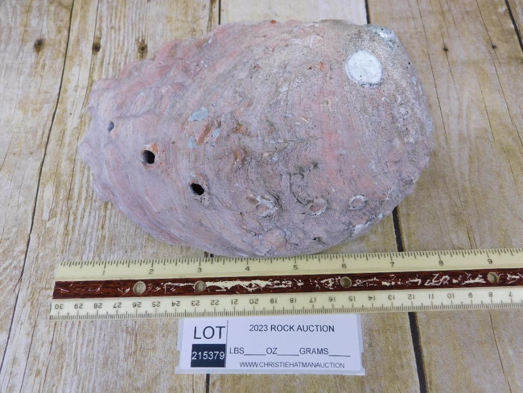 ABALONE SHELL - 2