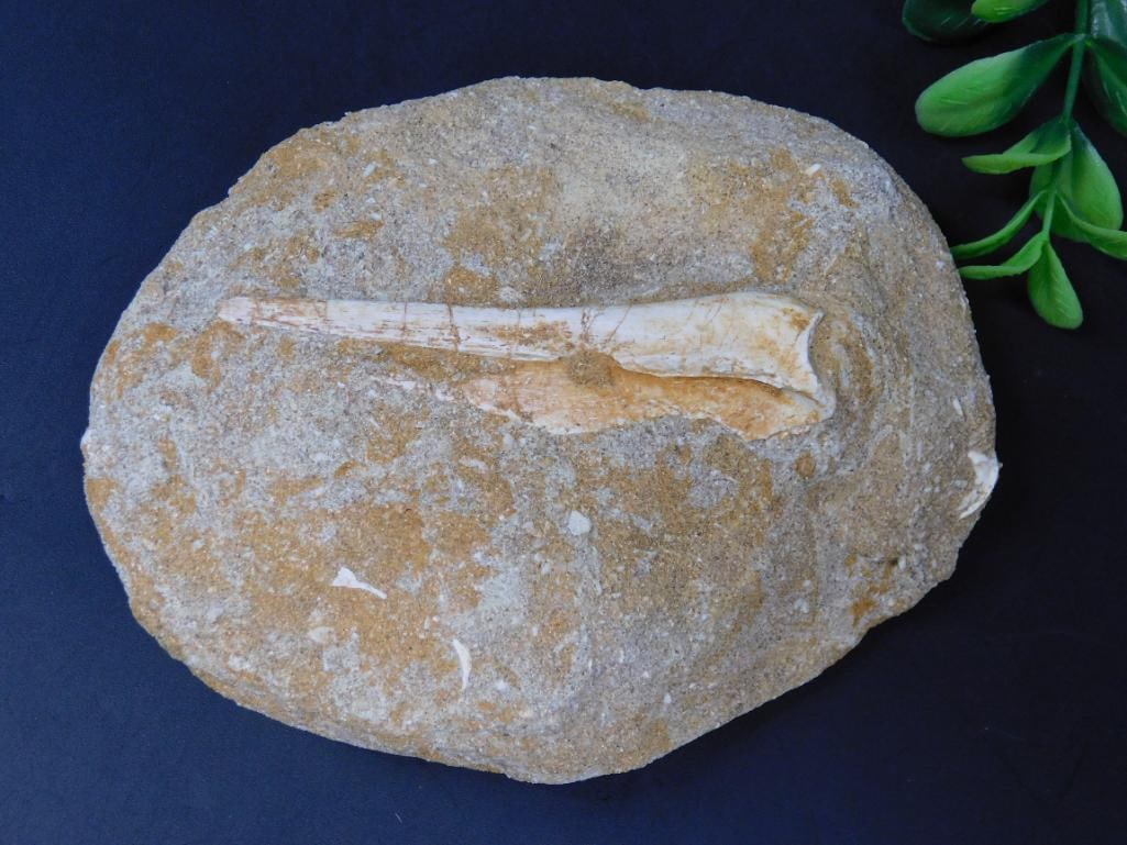 ENCHODUS FOSSIL ROCK STONE LAPIDARY SPECIMEN (1 of 2)