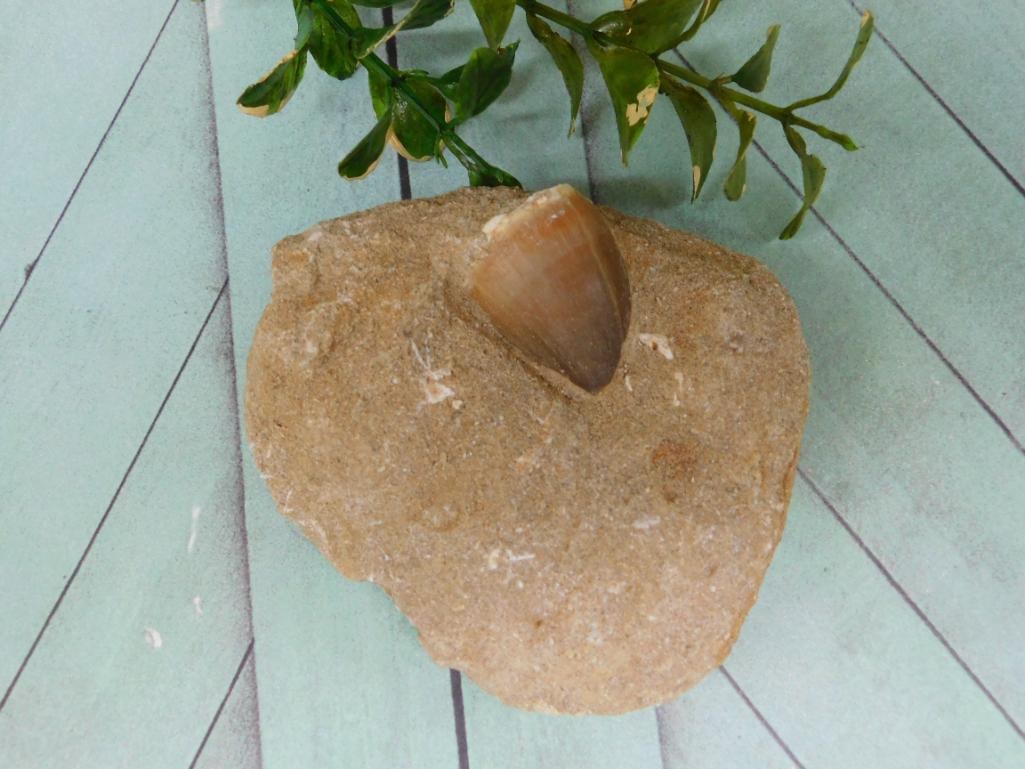 MOSASAUR TOOTH ROCK STONE LAPIDARY SPECIMEN (1 of 2)