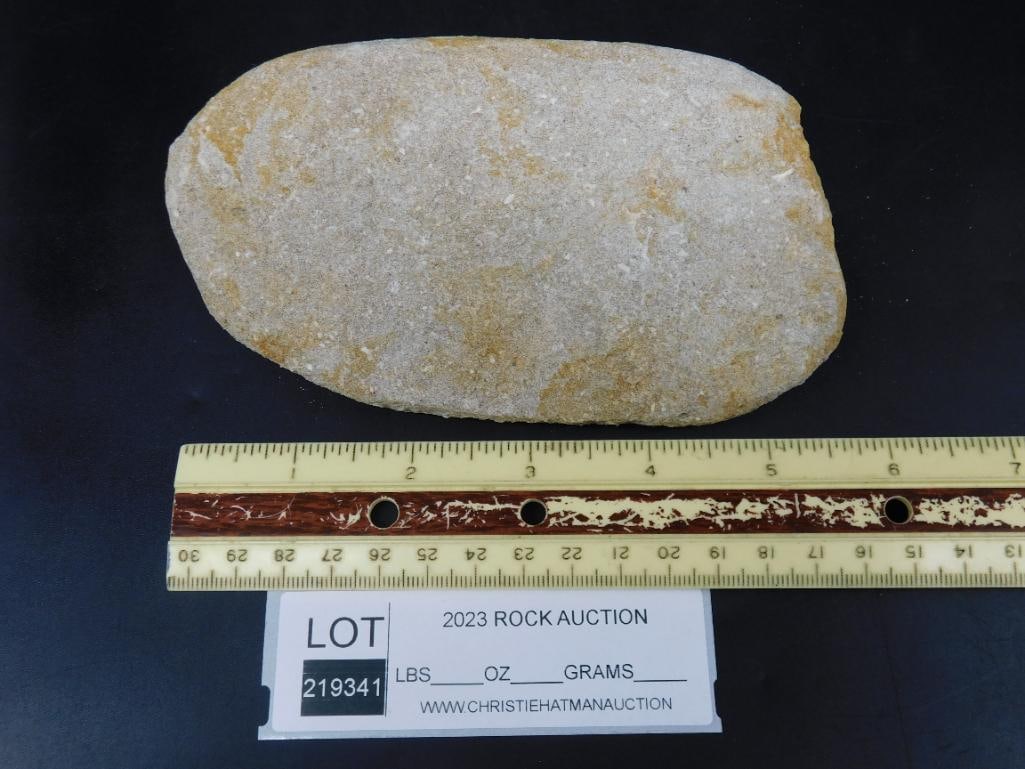 ENCHODUS FOSSIL ROCK STONE LAPIDARY SPECIMEN (1 of 1)