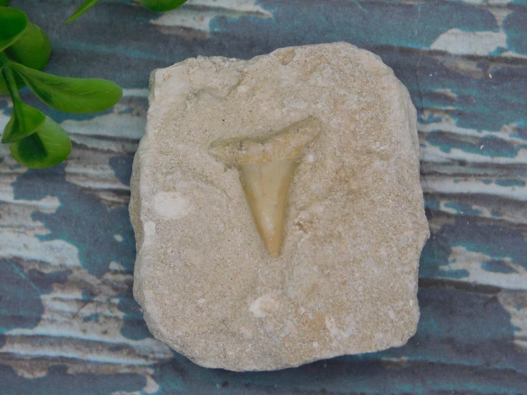 SHARK TOOTH IN MATRIX ROCK STONE LAPIDARY SPECIMEN (1 of 2)