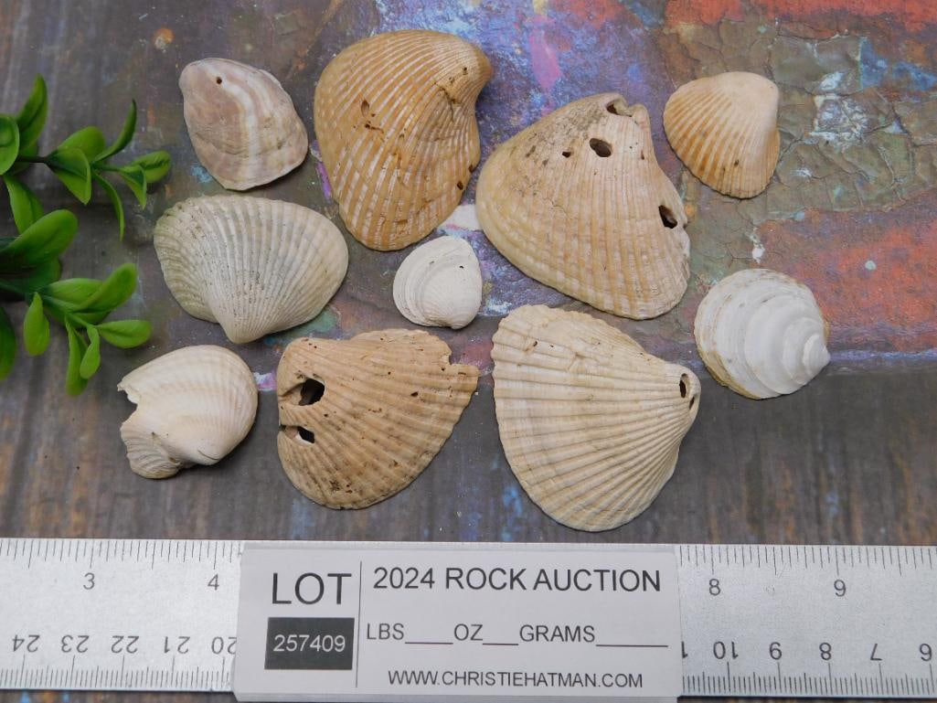 SEA SHELLS - 2