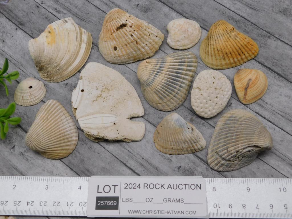 SEA SHELLS - 3