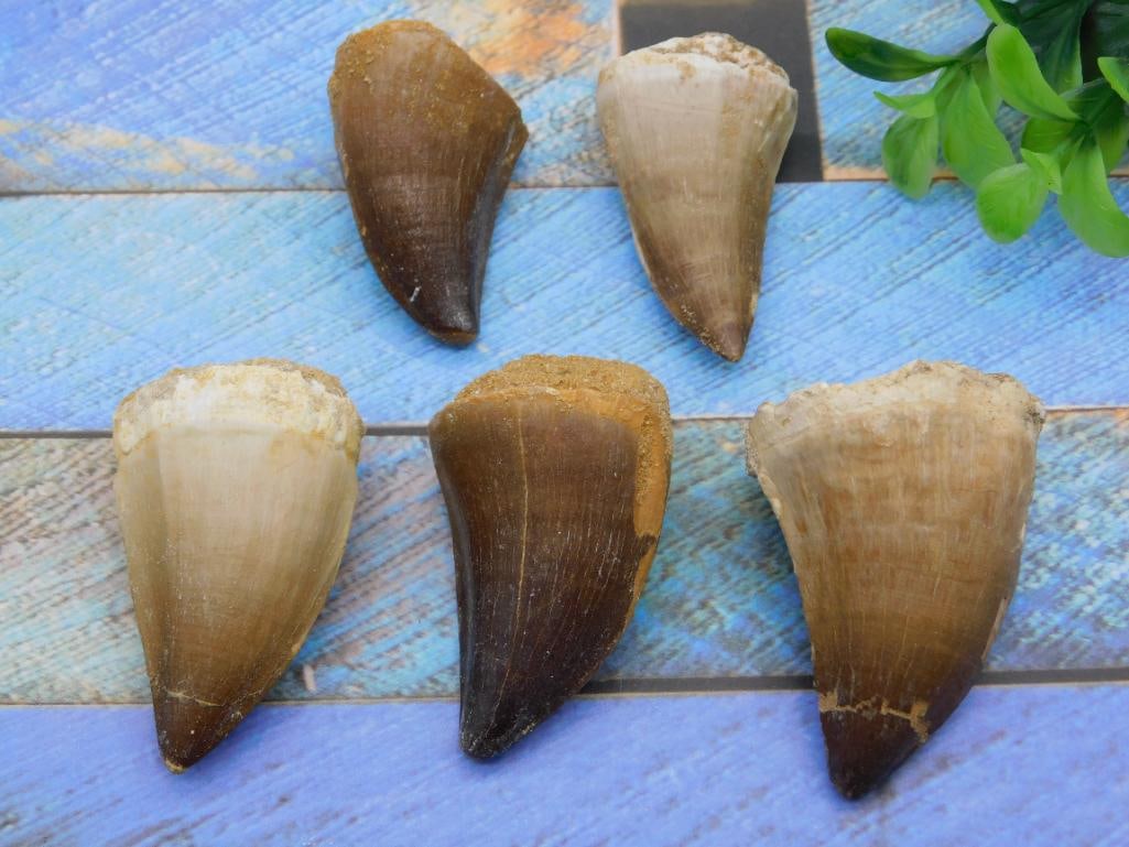 DINOSAUR TEETH ROCK STONE LAPIDARY SPECIMEN (1 of 2)