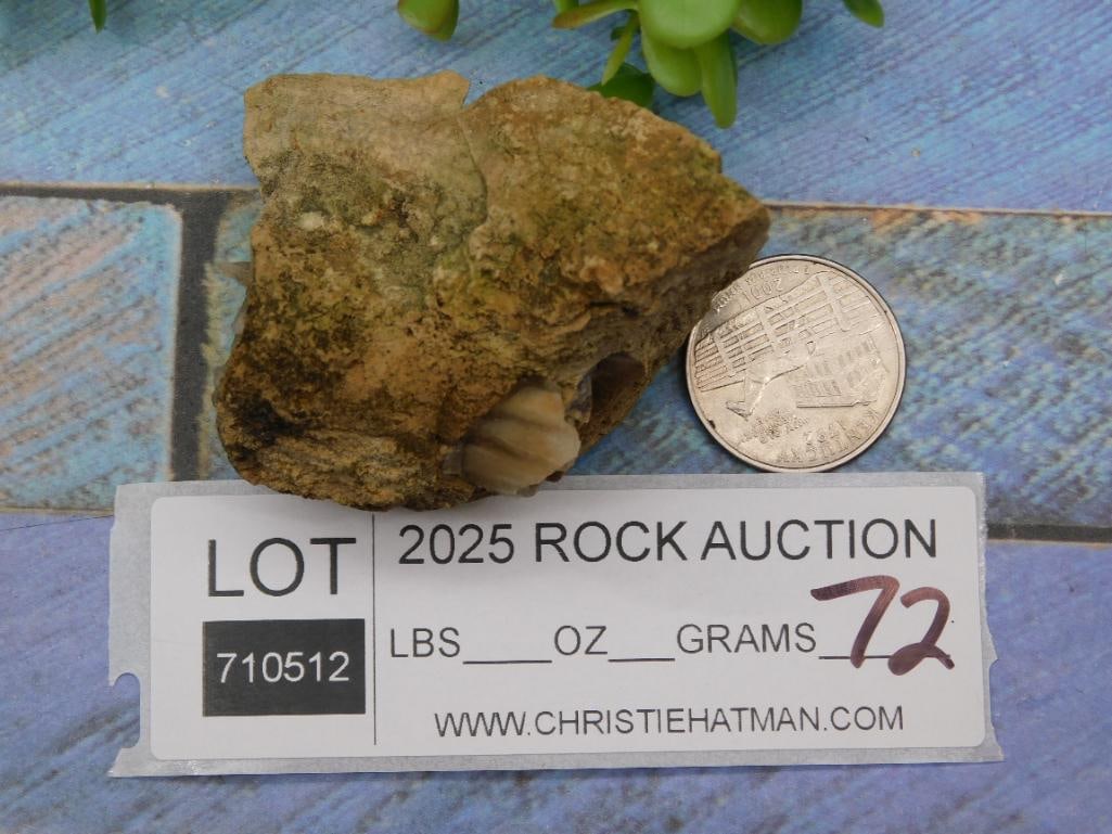 Fossilized Specimen Rock Stone Lapidary Specimen (1 of 1)