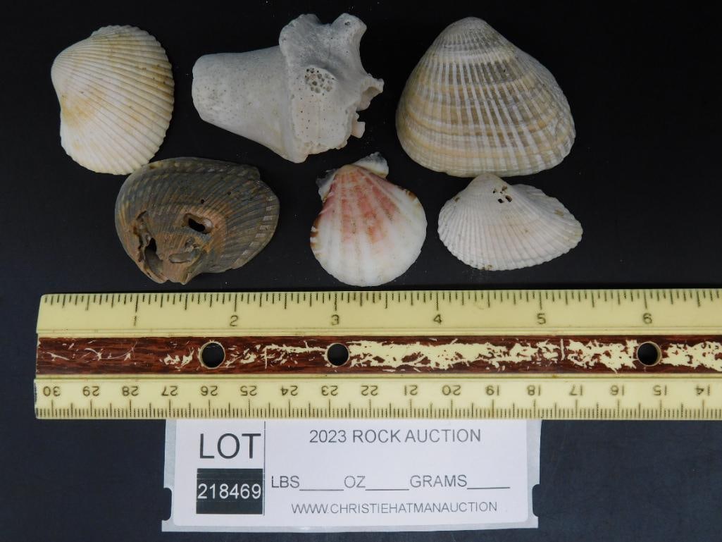 SEA SHELLS - 2
