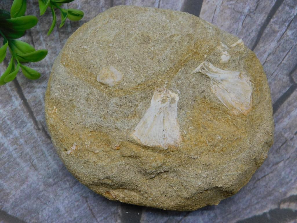 ENCHODUS FOSSIL ROCK STONE LAPIDARY SPECIMEN: ENCHODUS FOSSIL ROCK STONE LAPIDARY SPECIMEN - Authentic estate find offered in our online auction. Perfect for collectors, resellers, and enthusiasts of vintage, antiques, minerals, rocks, crystals,