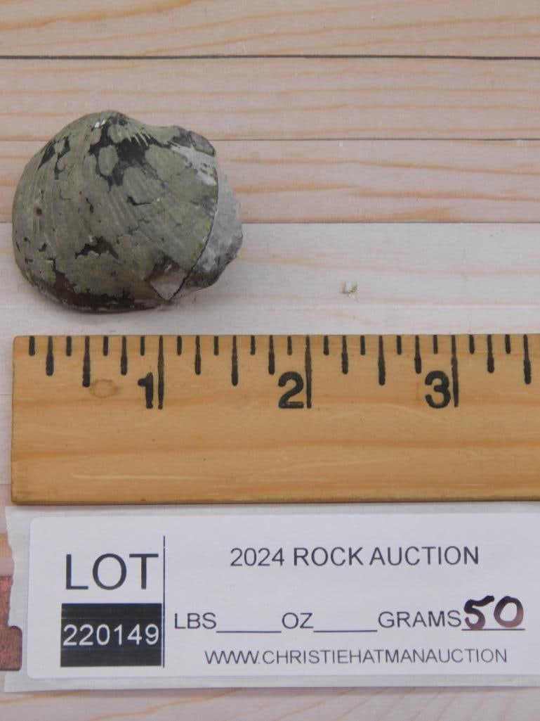 BRACHIOPOD ROCK STONE LAPIDARY SPECIMEN: BRACHIOPOD ROCK STONE LAPIDARY SPECIMEN - Part of our Discover Golden Attic, Crystals and Gems auction at HATMAN'S Auctions! Please see photos for measurements and condition. YES, we have in-house shi
