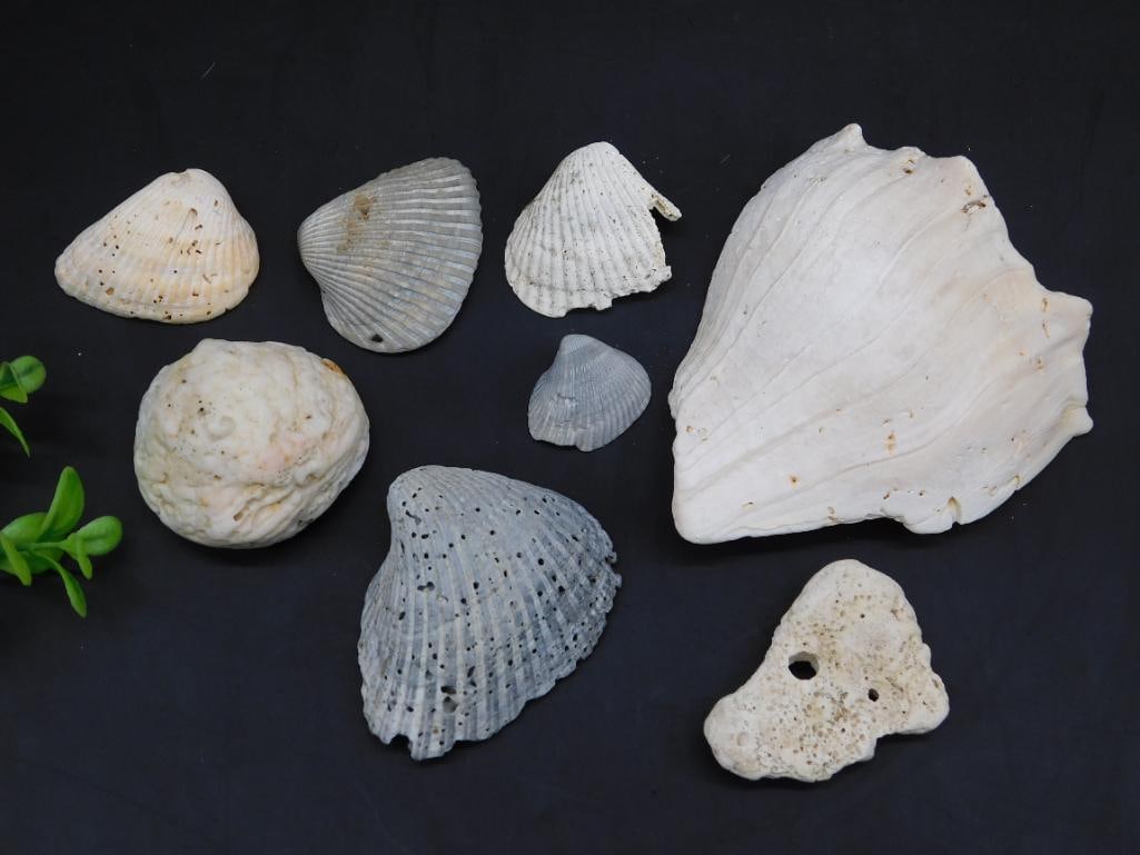 SHELLS: SHELLS - Part of our Discover Golden Attic, Crystals and Gems auction at HATMAN'S Auctions! Please see photos for measurements and condition. YES, we have in-house shipping! We have MANY REPEAT CUSTOM