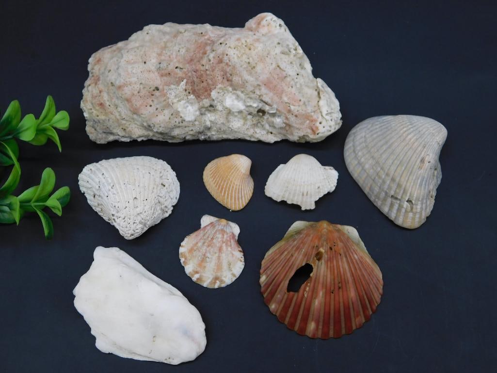 SHELLS: SHELLS - Part of our Discover Golden Attic, Crystals and Gems auction at HATMAN'S Auctions! Please see photos for measurements and condition. YES, we have in-house shipping! We have MANY REPEAT CUSTOM