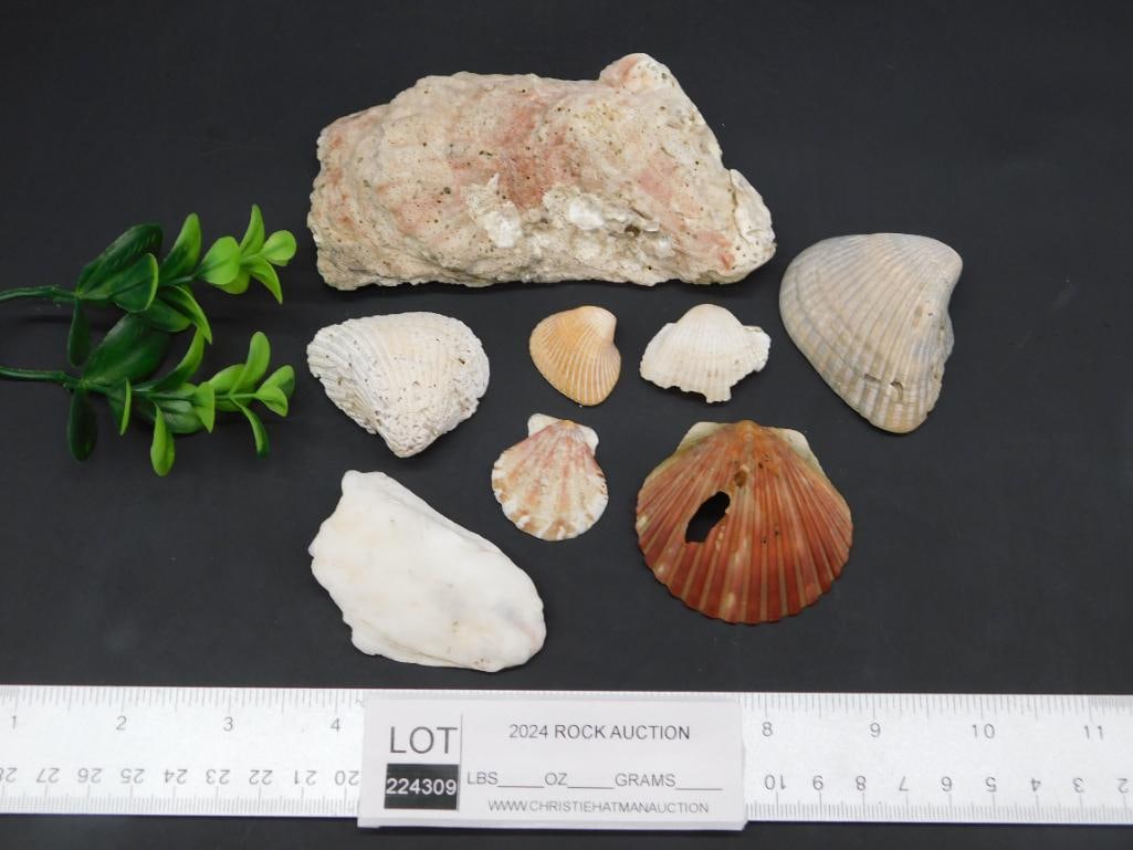 SHELLS - 2