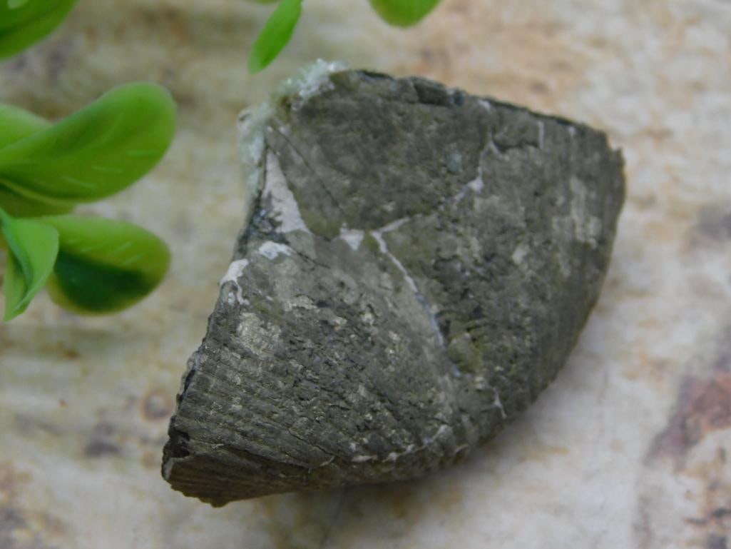 BRACHIOPOD ROCK STONE LAPIDARY SPECIMEN: BRACHIOPOD ROCK STONE LAPIDARY SPECIMEN - Part of our Discover Golden Attic, Crystals and Gems auction at HATMAN'S Auctions! Please see photos for measurements and condition. YES, we have in-house