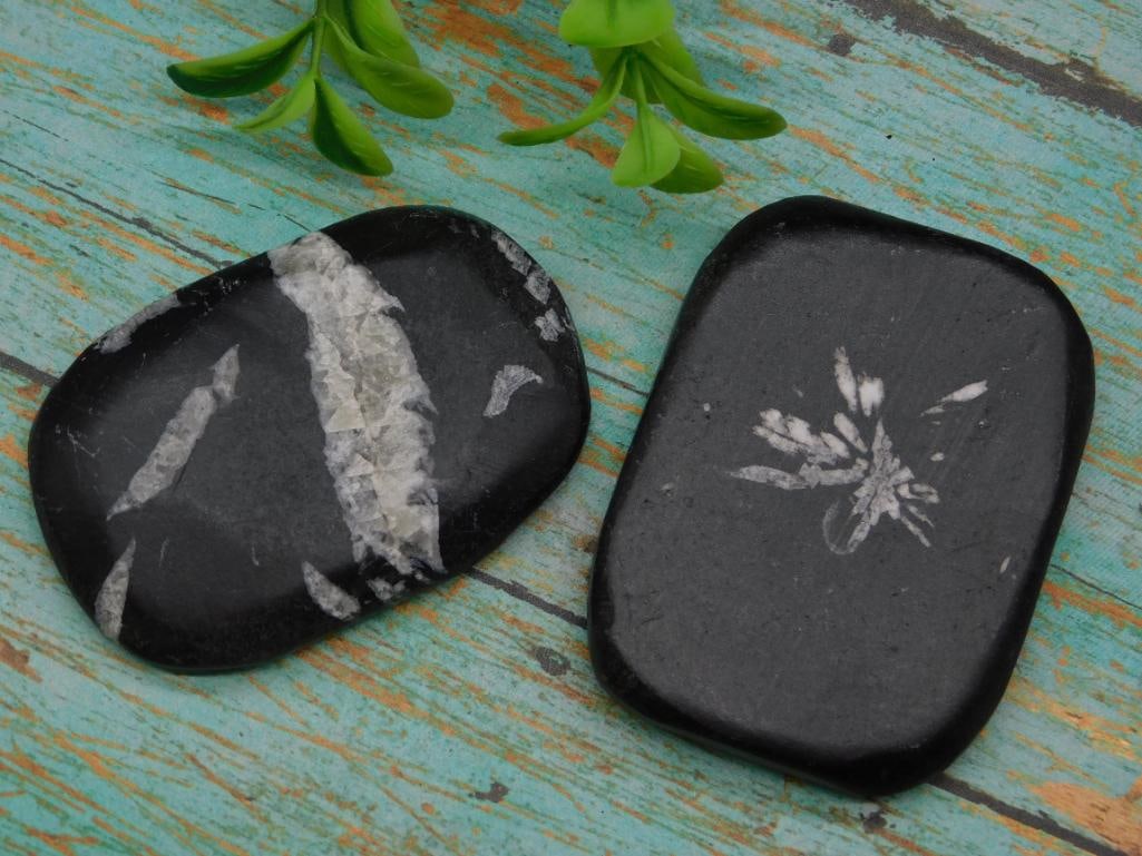 CHRYSANTHEMUM ROCK STONE LAPIDARY SPECIMEN: Chrysanthemum Rock Stone Lapidary Specimen ? Authentic estate find offered in our online auction. Perfect for collectors, resellers, and enthusiasts of vintage, antiques, minerals, rocks, crystals,