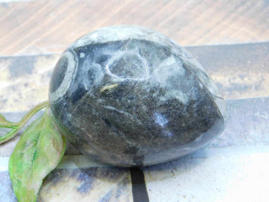 ORTHOCERAS ROCK STONE LAPIDARY SPECIMEN: ORTHOCERAS ROCK STONE LAPIDARY SPECIMEN - Authentic estate find offered in our online auction. Perfect for collectors, resellers, and enthusiasts of vintage, antiques, minerals, rocks, crystals, jewel