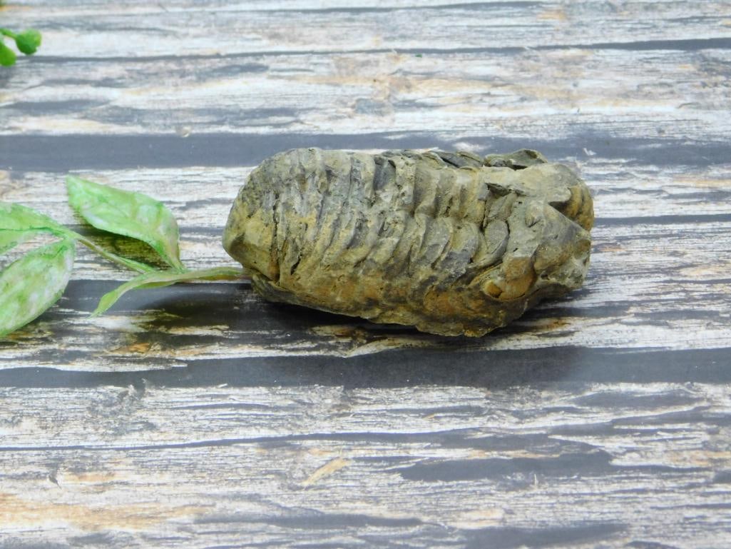 TRILOBITE ROCK STONE LAPIDARY SPECIMEN: TRILOBITE ROCK STONE LAPIDARY SPECIMEN - Authentic estate find offered in our online auction. Perfect for collectors, resellers, and enthusiasts of vintage, antiques, minerals, rocks, crystals,