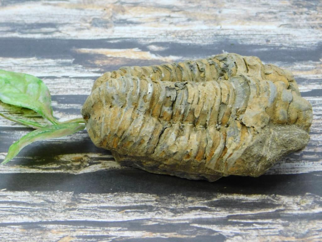 TRILOBITE ROCK STONE LAPIDARY SPECIMEN: TRILOBITE ROCK STONE LAPIDARY SPECIMEN - Authentic estate find offered in our online auction. Perfect for collectors, resellers, and enthusiasts of vintage, antiques, minerals, rocks, crystals, jewelr