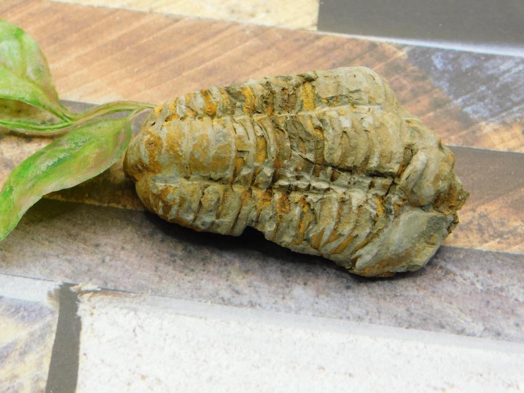 TRILOBITE ROCK STONE LAPIDARY SPECIMEN: TRILOBITE ROCK STONE LAPIDARY SPECIMEN - Authentic estate find offered in our online auction. Perfect for collectors, resellers, and enthusiasts of vintage, antiques, minerals, rocks, crystals,