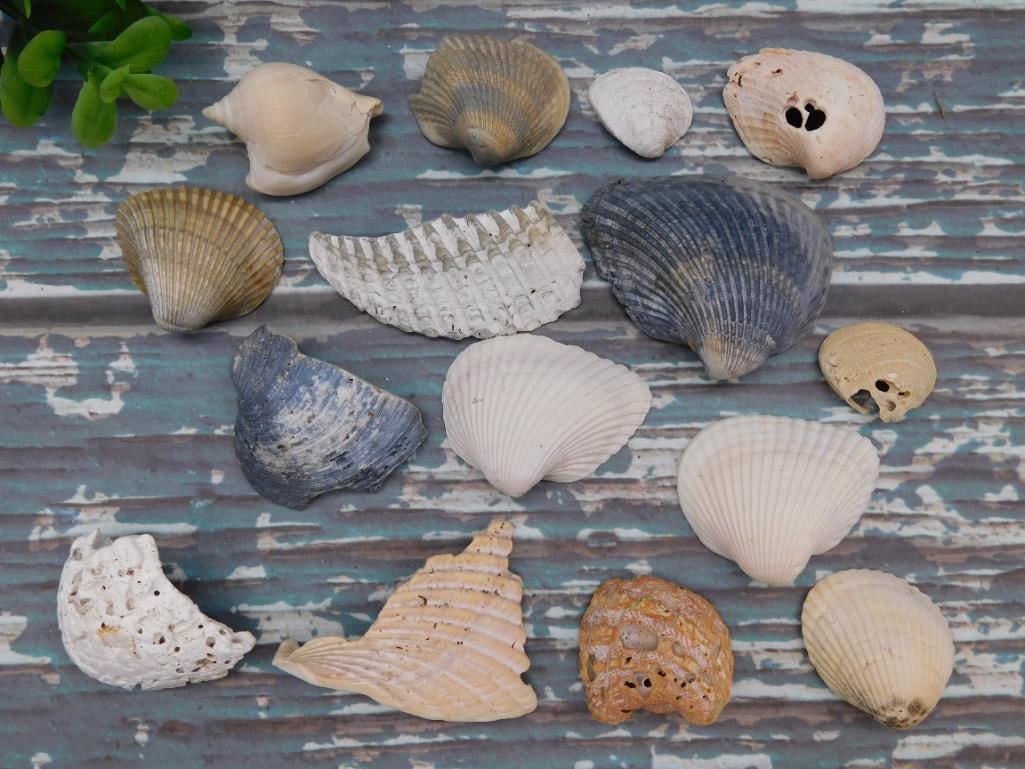 SEA SHELLS: SEA SHELLS - Authentic estate find offered in our online auction. Perfect for collectors, resellers, and enthusiasts of vintage, antiques, minerals, rocks, crystals, jewelry, and rare unique pieces. H
