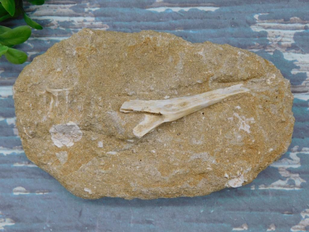 FOSSIL IN MATRIX ROCK STONE LAPIDARY SPECIMEN: FOSSIL IN MATRIX ROCK STONE LAPIDARY SPECIMEN - Authentic estate find offered in our online auction. Perfect for collectors, resellers, and enthusiasts of vintage, antiques, minerals, rocks, crystals,