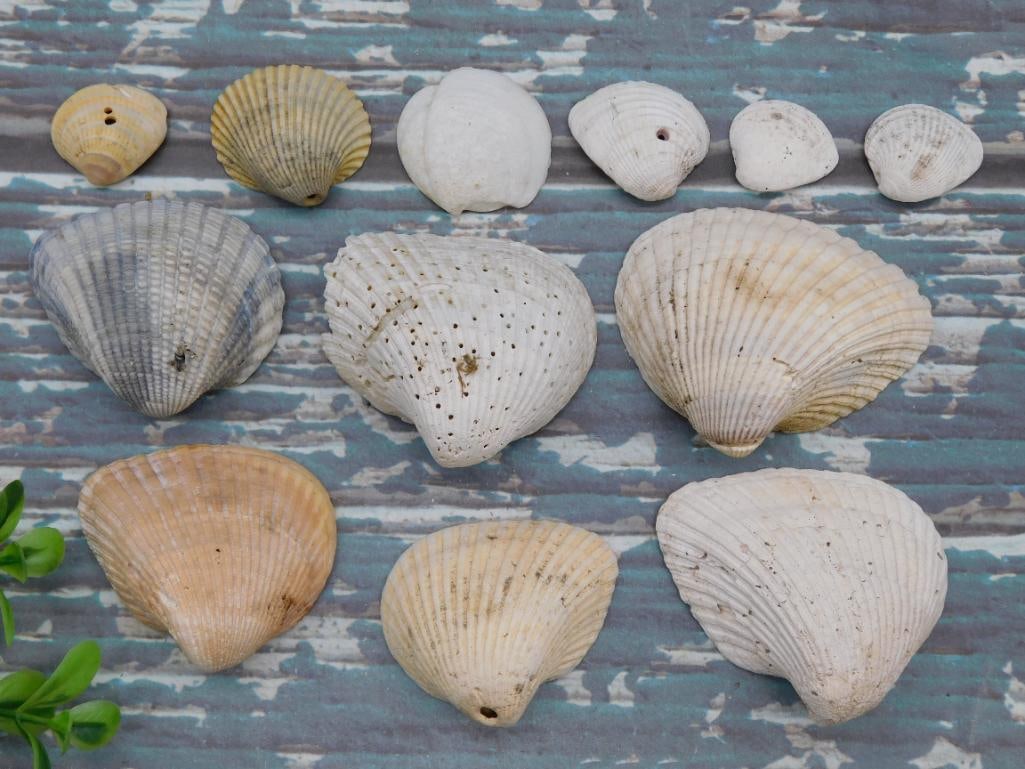 SEA SHELLS: SEA SHELLS - Authentic estate find offered in our online auction. Perfect for collectors, resellers, and enthusiasts of vintage, antiques, minerals, rocks, crystals, jewelry, and rare unique pieces. H