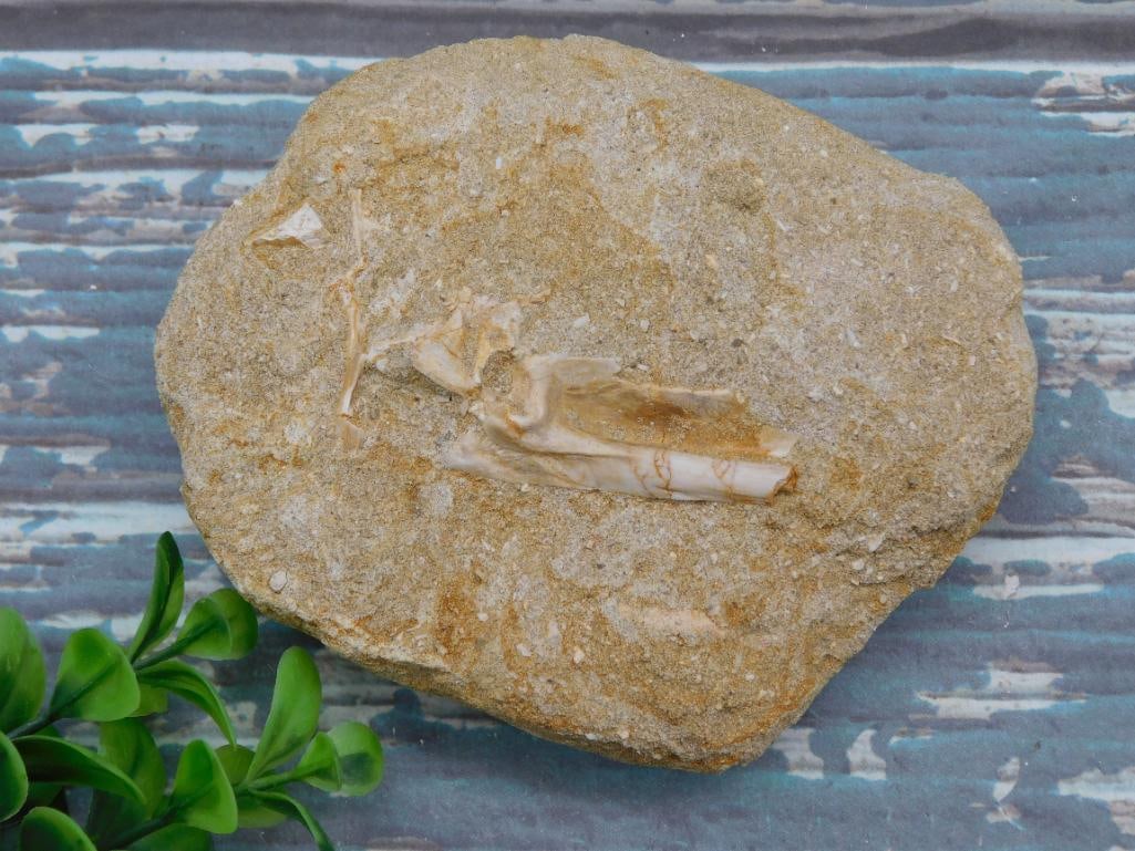 FOSSIL IN MATRIX ROCK STONE LAPIDARY SPECIMEN: FOSSIL IN MATRIX ROCK STONE LAPIDARY SPECIMEN - Authentic estate find offered in our online auction. Perfect for collectors, resellers, and enthusiasts of vintage, antiques, minerals, rocks,