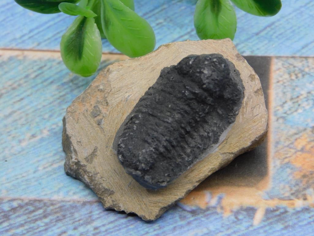 TRILOBITE ROCK STONE LAPIDARY SPECIMEN: TRILOBITE ROCK STONE LAPIDARY SPECIMEN - Authentic estate find offered in our online auction. Perfect for collectors, resellers, and enthusiasts of vintage, antiques, minerals, rocks, crystals, jewelr