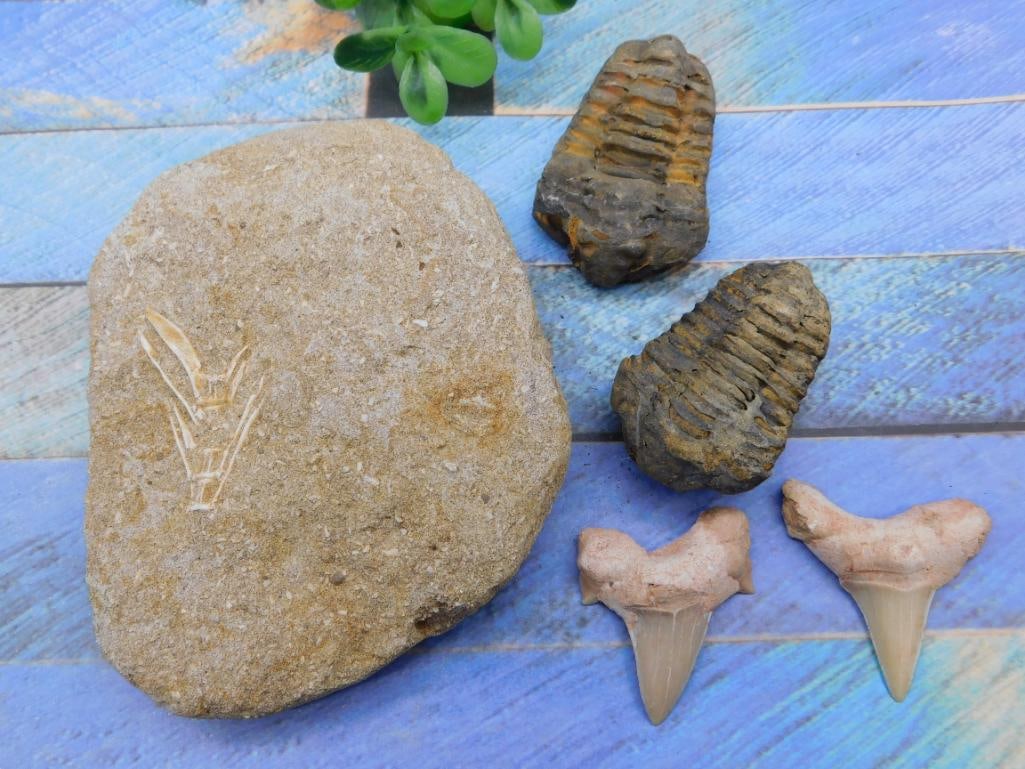 MIXED FOSSIL ROCK STONE LAPIDARY SPECIMEN: MIXED FOSSIL ROCK STONE LAPIDARY SPECIMEN - Authentic estate find offered in our online auction. Perfect for collectors, resellers, and enthusiasts of vintage, antiques, minerals, rocks, crystals, jew