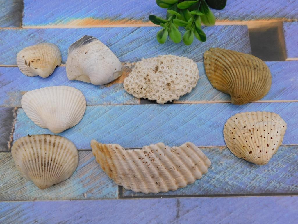 SEA SHELLS: SEA SHELLS - Authentic estate find offered in our online auction. Perfect for collectors, resellers, and enthusiasts of vintage, antiques, minerals, rocks, crystals, jewelry, and rare unique pieces. H