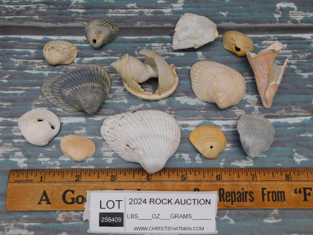 SEA SHELLS - 2