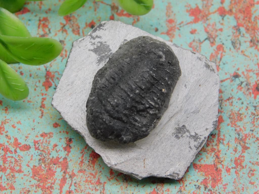 TRILOBITE ROCK STONE LAPIDARY SPECIMEN: TRILOBITE ROCK STONE LAPIDARY SPECIMEN - Authentic estate find offered in our online auction. Perfect for collectors, resellers, and enthusiasts of vintage, antiques, minerals, rocks, crystals,