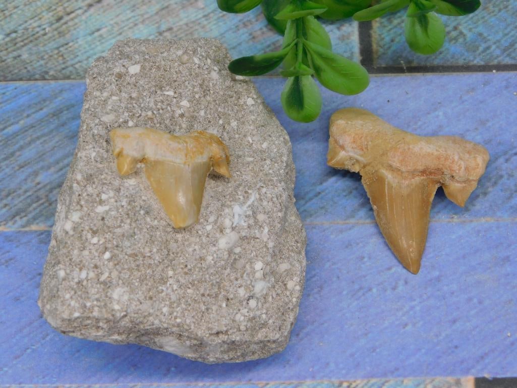 SHARK TEETH ROCK STONE LAPIDARY SPECIMEN: SHARK TEETH ROCK STONE LAPIDARY SPECIMEN - Authentic estate find offered in our online auction. Perfect for collectors, resellers, and enthusiasts of vintage, antiques, minerals, rocks, crystals,