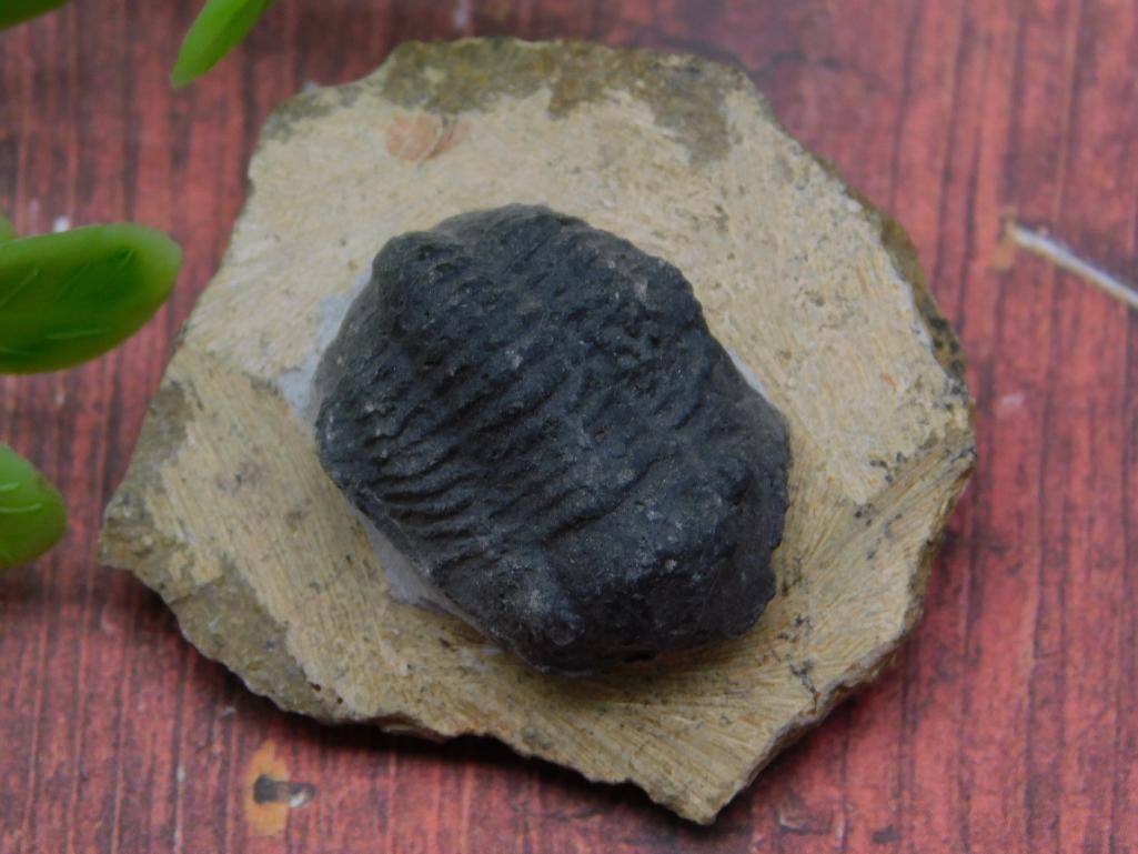 TRILOBITE ROCK STONE LAPIDARY SPECIMEN: TRILOBITE ROCK STONE LAPIDARY SPECIMEN - Authentic estate find offered in our online auction. Perfect for collectors, resellers, and enthusiasts of vintage, antiques, minerals, rocks, crystals, jewelr