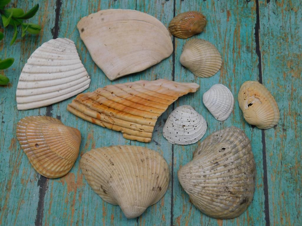 SEA SHELLS: SEA SHELLS - Authentic estate find offered in our online auction. Perfect for collectors, resellers, and enthusiasts of vintage, antiques, minerals, rocks, crystals, jewelry, and rare unique pieces. H