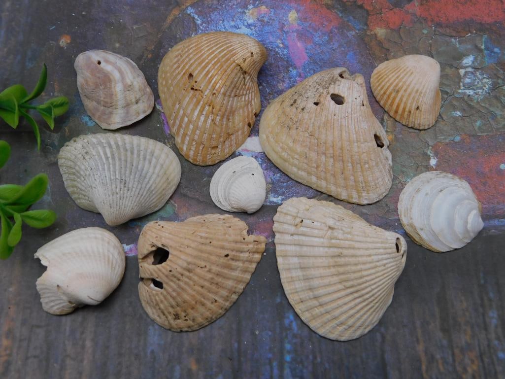 SEA SHELLS: SEA SHELLS - Authentic estate find offered in our online auction. Perfect for collectors, resellers, and enthusiasts of vintage, antiques, minerals, rocks, crystals, jewelry, and rare unique pieces. H