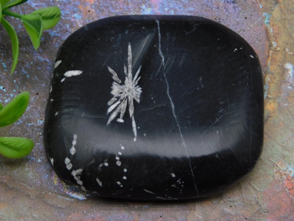CHRYSANTHEMUM ROCK STONE LAPIDARY SPECIMEN: CHRYSANTHEMUM ROCK STONE LAPIDARY SPECIMEN - Authentic estate find offered in our online auction. Perfect for collectors, resellers, and enthusiasts of vintage, antiques, minerals, rocks, crystals, je