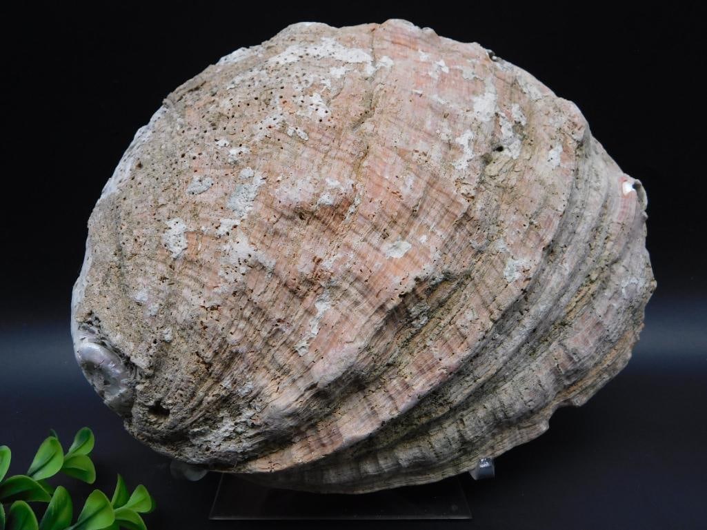 ABALONE SHELL: ABALONE SHELL - Authentic estate find offered in our online auction. Perfect for collectors, resellers, and enthusiasts of vintage, antiques, minerals, rocks, crystals, jewelry, and rare unique pieces