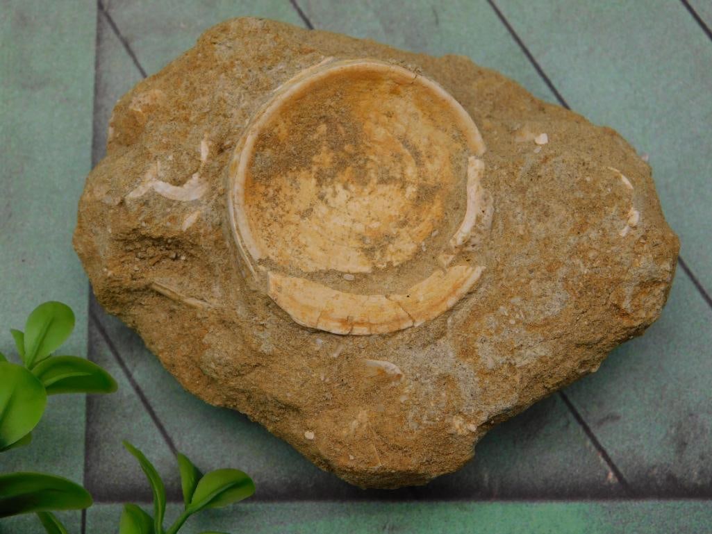 FOSSIL IN MATRIX ROCK STONE LAPIDARY SPECIMEN: FOSSIL IN MATRIX ROCK STONE LAPIDARY SPECIMEN - Authentic estate find offered in our online auction. Perfect for collectors, resellers, and enthusiasts of vintage, antiques, minerals, rocks, crystals,