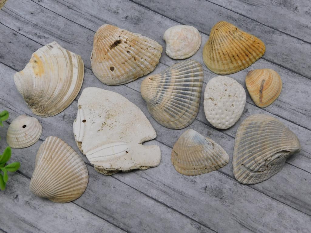 SEA SHELLS: SEA SHELLS - Authentic estate find offered in our online auction. Perfect for collectors, resellers, and enthusiasts of vintage, antiques, minerals, rocks, crystals, jewelry, and rare unique pieces. H