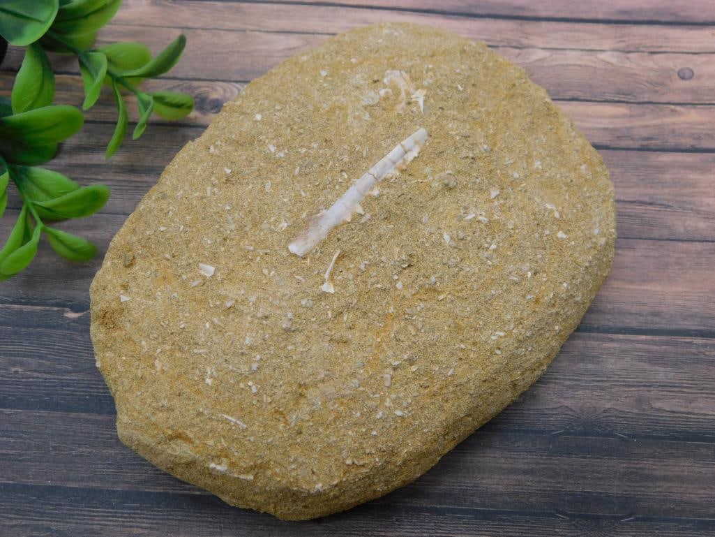 FOSSIL IN MATRIX ROCK STONE LAPIDARY SPECIMEN: FOSSIL IN MATRIX ROCK STONE LAPIDARY SPECIMEN - Authentic estate find offered in our online auction. Perfect for collectors, resellers, and enthusiasts of vintage, antiques, minerals, rocks, crystals,