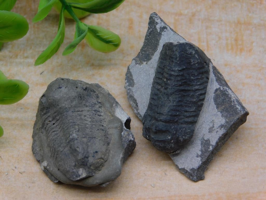 TRILOBITES ROCK STONE LAPIDARY SPECIMEN (1 of 2)