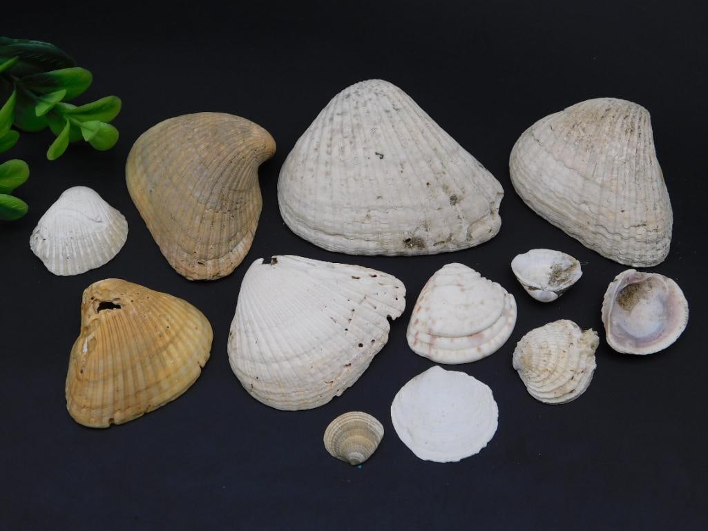 SEA SHELLS: SEA SHELLS — Part of our Discover Mystic Finds, Crystals and Gems auction at HATMAN'S Auctions! Please see photos for measurements and condition. YES, we have in-house shipping! We have MANY REPEAT 