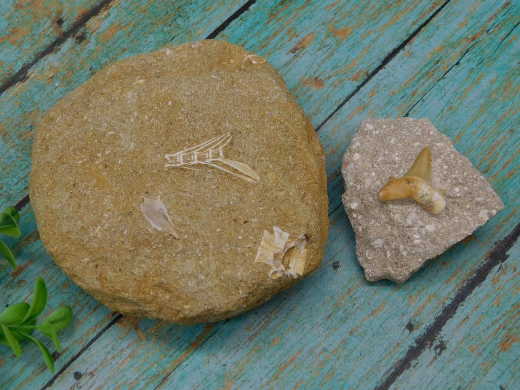 FOSSIL SPECIMENS: FOSSIL SPECIMENS ROCK STONE LAPIDARY SPECIMEN