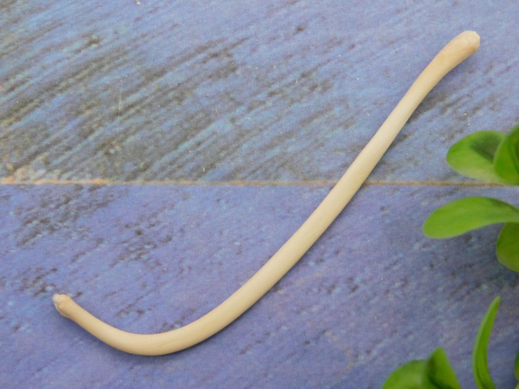 RACCOON BACULUM PENIS BONE: RACCOON BACULUM PENIS BONE — Part of our Discover Mystic Finds, Crystals and Gems auction at HATMAN'S Auctions! Please see photos for measurements and condition. YES, we have in-house shipping! We h