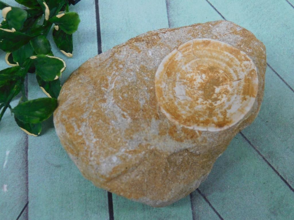 ENCHODUS FOSSIL ROCK STONE LAPIDARY SPECIMEN (1 of 2)