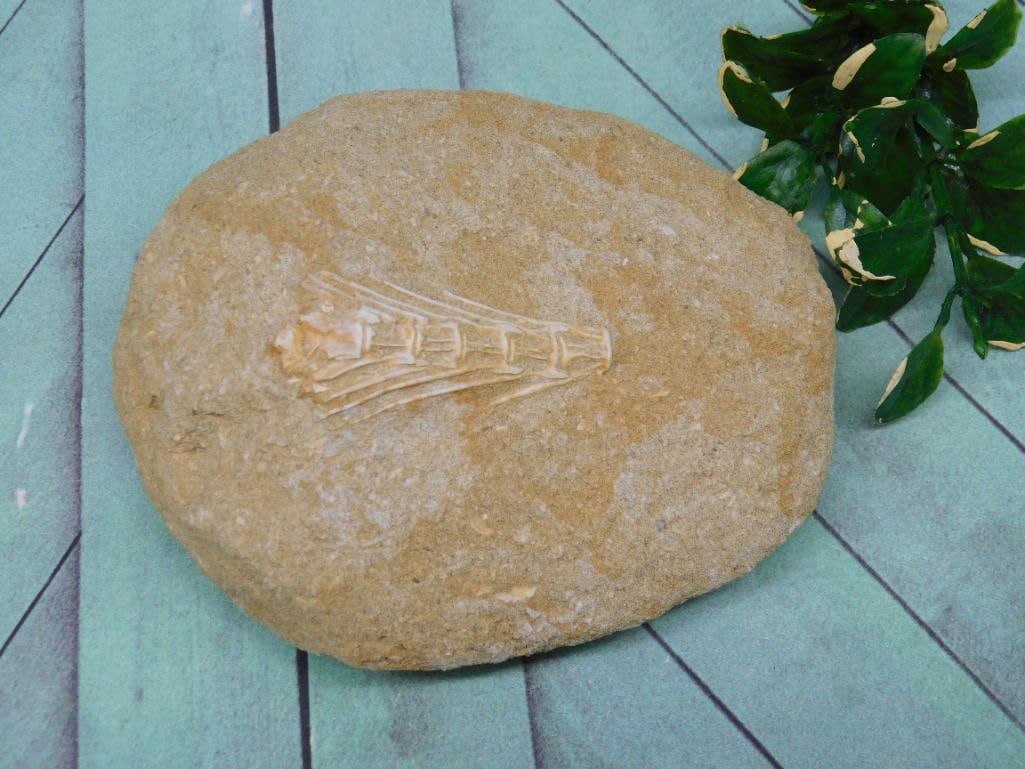 ENCHODUS FOSSIL ROCK STONE LAPIDARY SPECIMEN: Enchodus Fossil Rock Stone Lapidary Specimen ? Authentic estate find offered in our online auction. Perfect for collectors, resellers, and enthusiasts of vintage, antiques, minerals, rocks, crystals, 