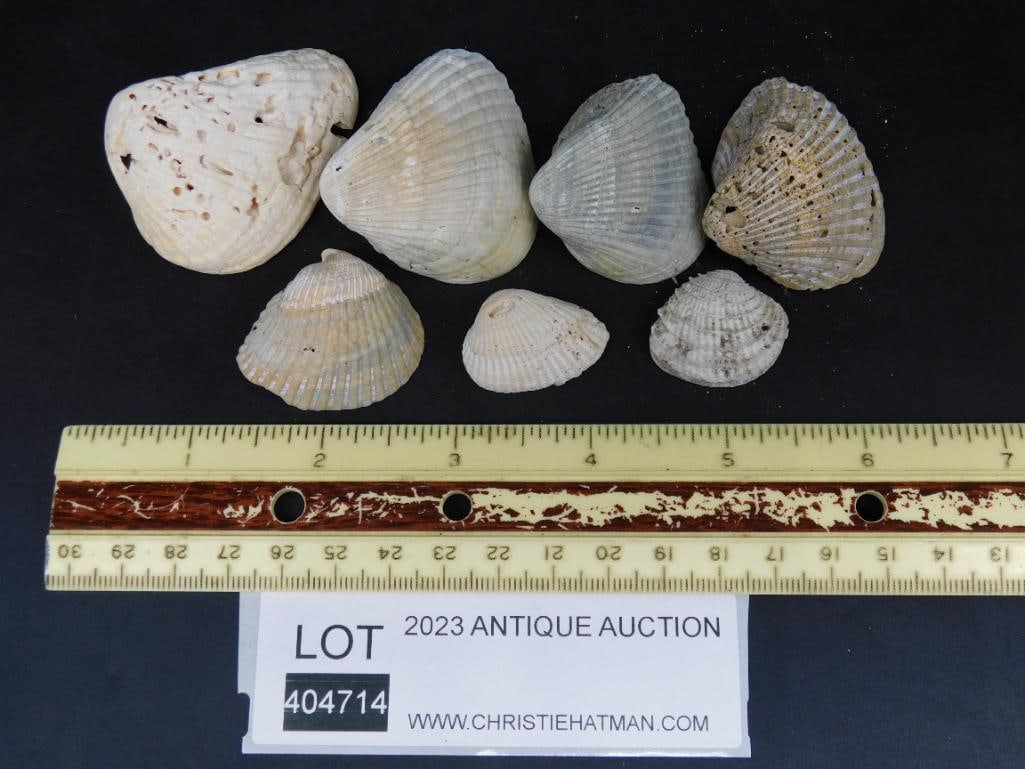 SEA SHELLS - 2