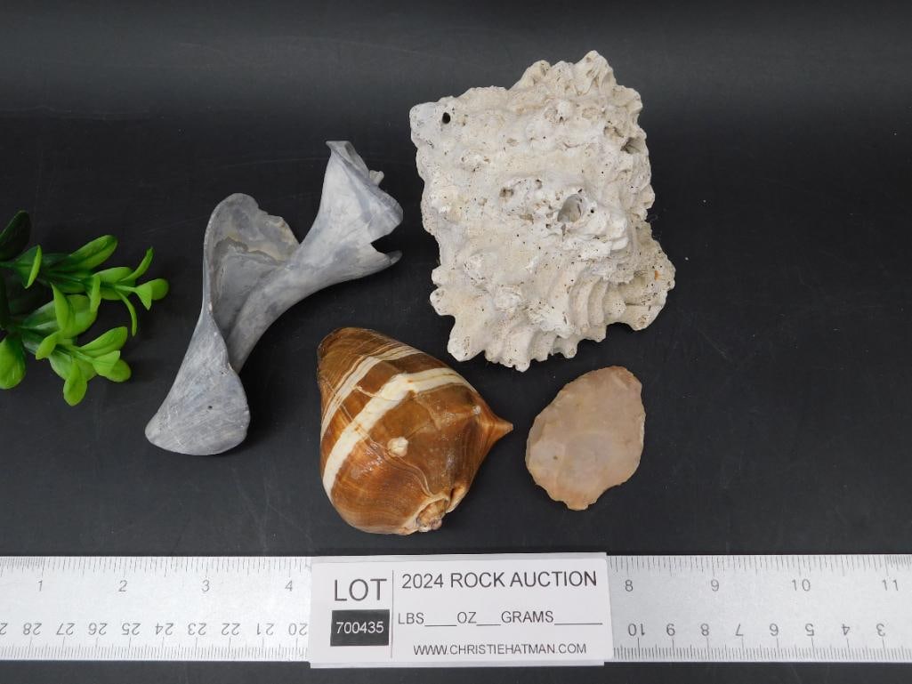 SEA SHELLS - 2