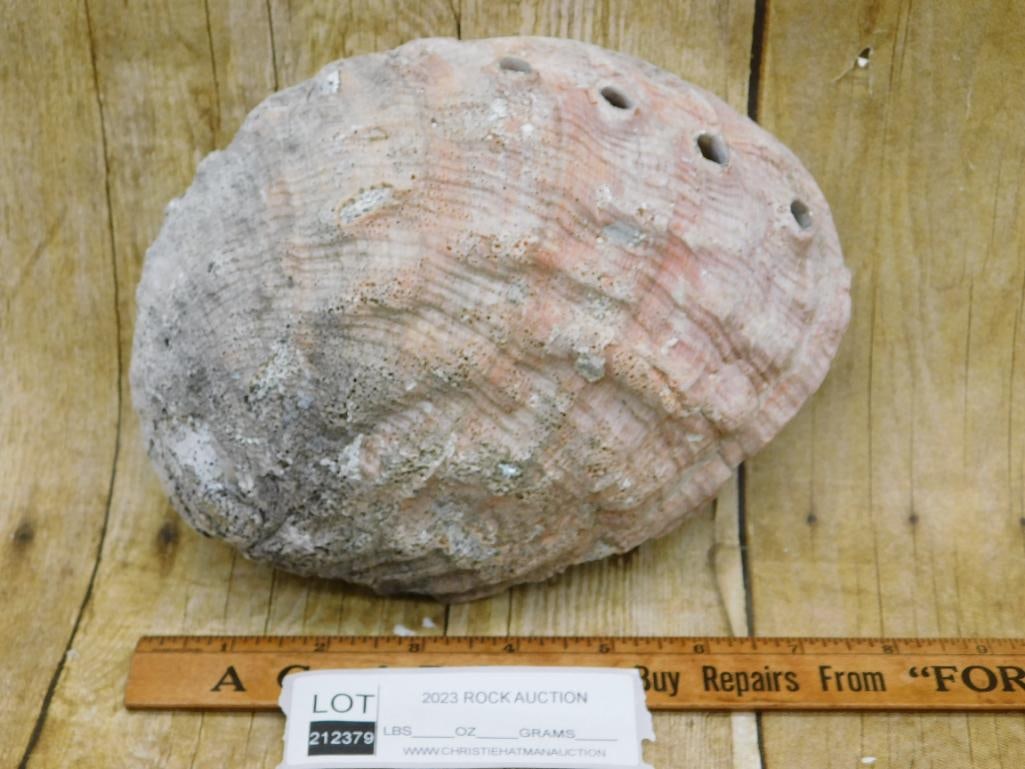 ABALONE SHELL - 3