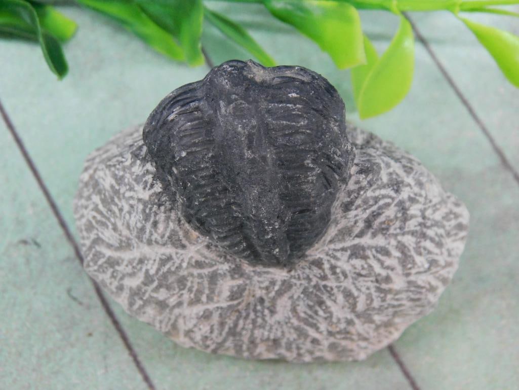 TRILOBITE ROCK STONE LAPIDARY SPECIMEN (1 of 2)