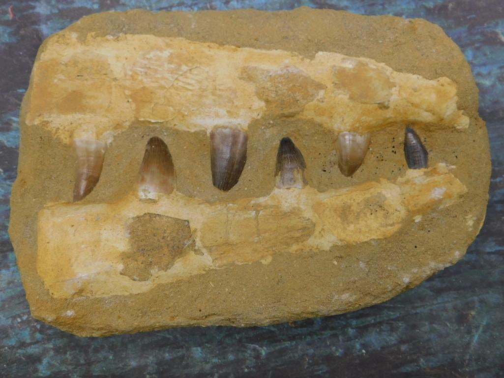 MOSASAUR TEETH IN DISPLAY ROCK STONE LAPIDARY SPECIMEN (1 of 2)